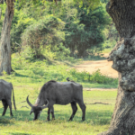 “Wildlife Adventures in Sri Lanka”