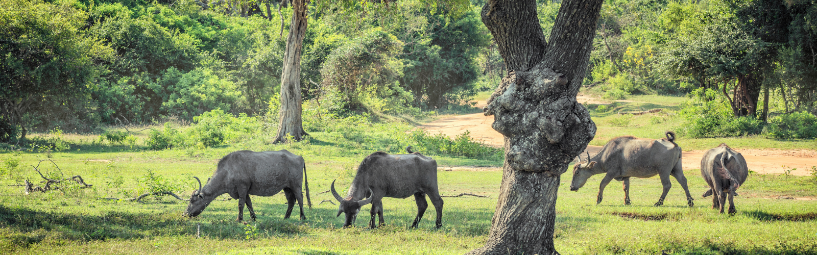 “Wildlife Adventures in Sri Lanka”